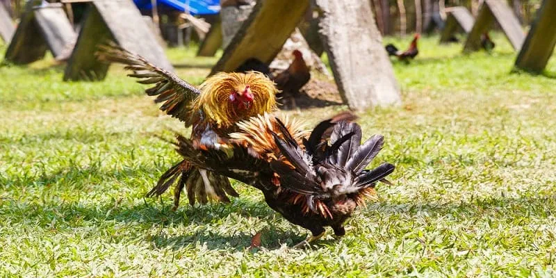 Lý do sư kê Việt không thể bỏ qua cá cược đá gà OK789